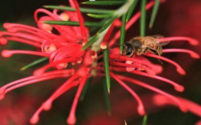 Méditation des abeilles pyrénéennes