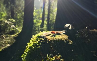 Bain de forêt samedi 4 Juin 2 juillet: La forêt de Très Crouts – Saint-Pé-de-Bigorre